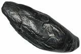 Fossil Sperm Whale (Scaldicetus) Tooth - South Carolina #374152-1